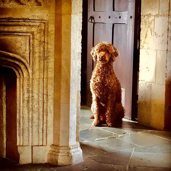 a dog standing in a hallway